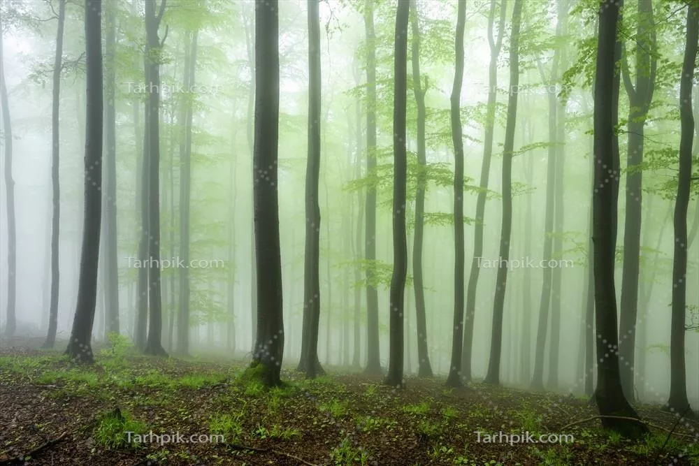 جنگل ممرز و مه: زیبایی‌های طبیعی در دل طبیعت