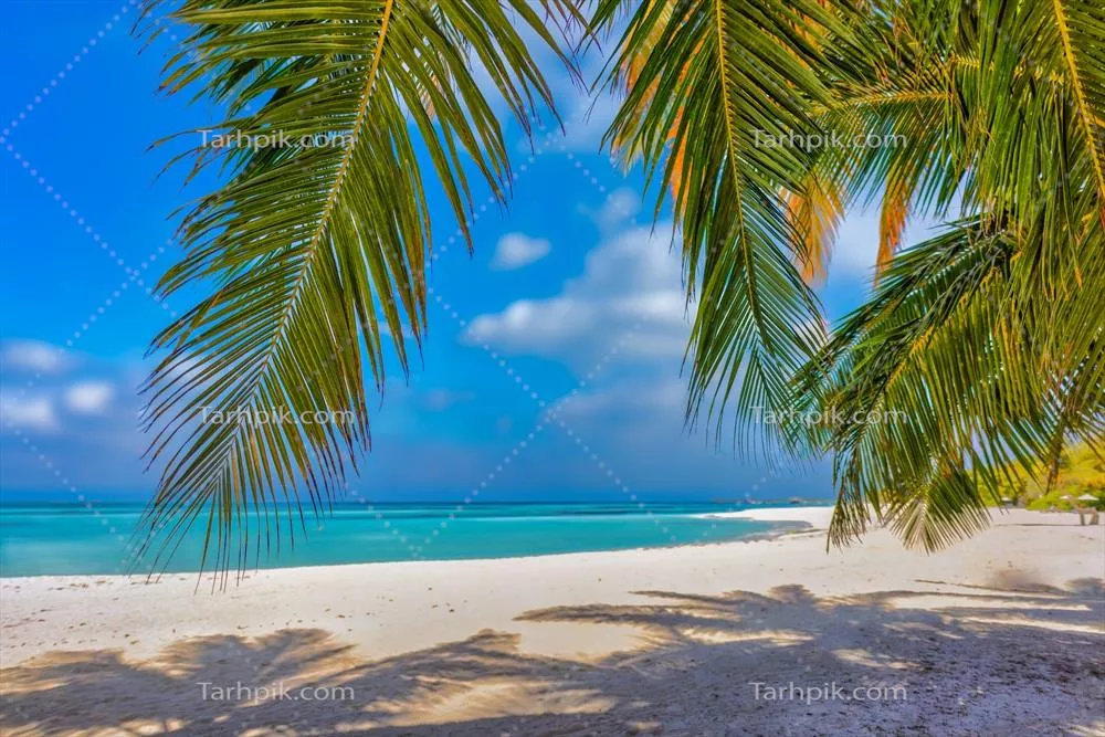 سواحل tropical آفتابی با درختان نخل و آسمان آبی در جزیره ای تماشایی