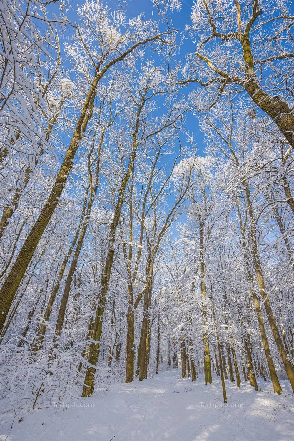 مناظر زمستانی: ماجراجویی در جنگل برفی در یک روز آفتابی