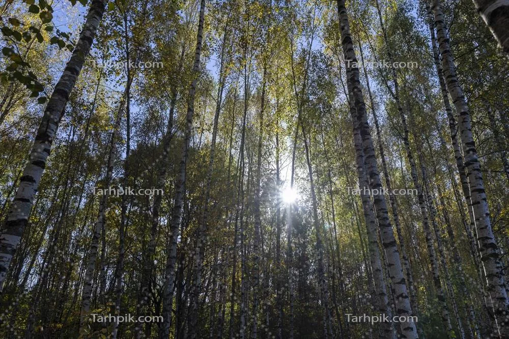 هوای آفتابی پاییز در جنگل درختان بیروچ