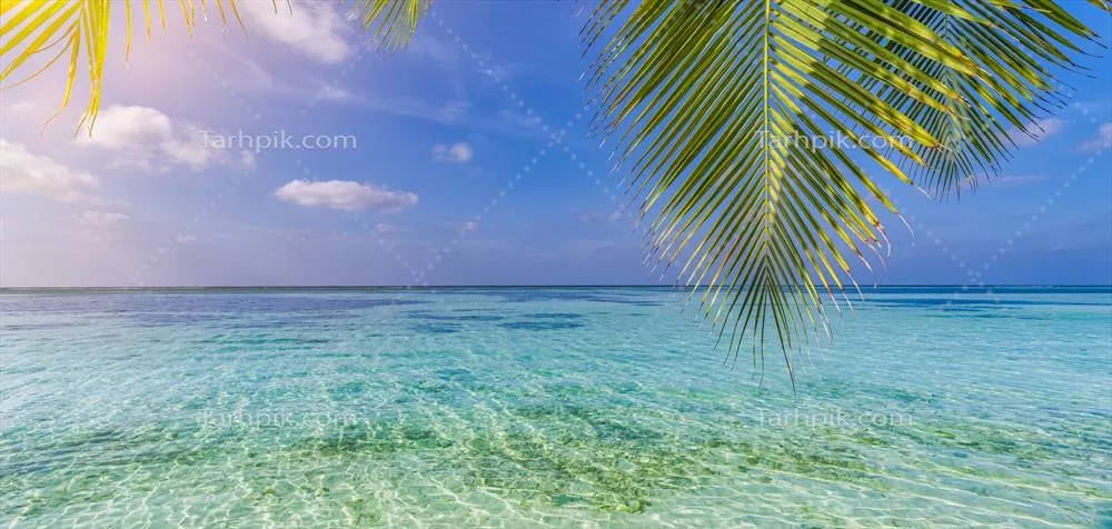 منظره پشتیبان از درخت نخل با برگهای سبز روی سواحل استوایی، دید پانورامیک از جزیره بهشت و دریا
