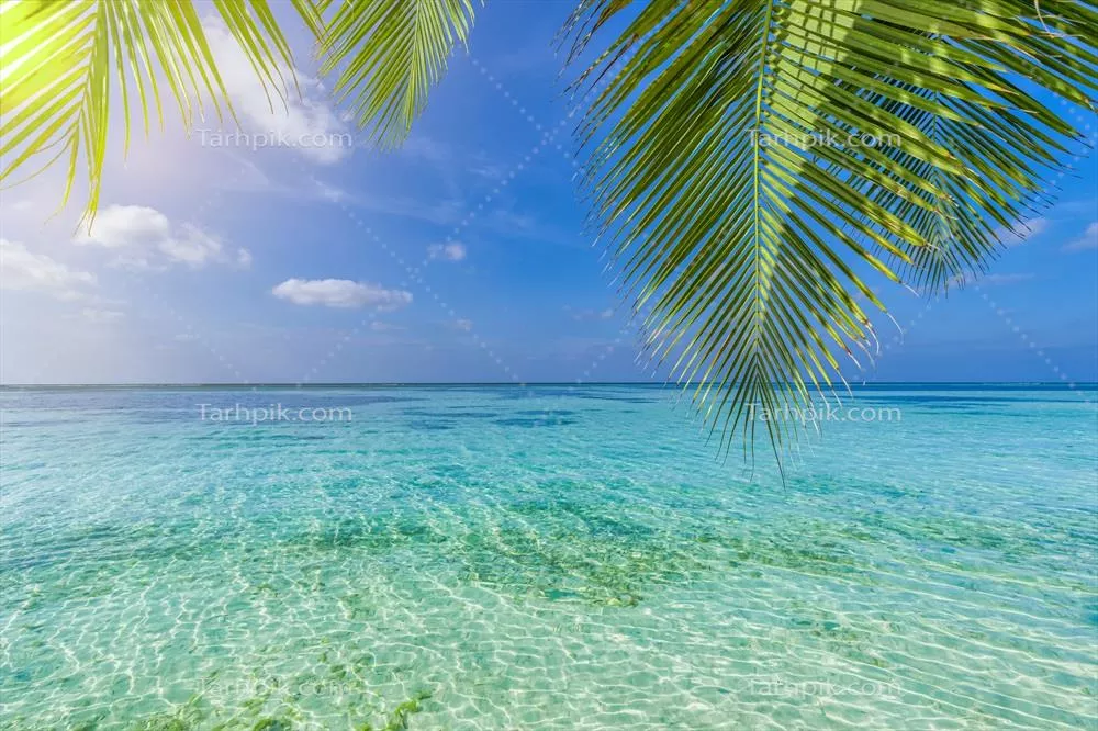 چشمانداز پانورامیک از ساحل استوایی با درختان نخل و آبهای فیروزهای