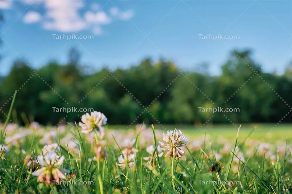 تصویری زیبا و طبیعی از یک منظر پانوراما با گل‌های شبدر در یک مرتع تابستانی یا بهاری زیر آسمانی آبی با ابرهای سفید