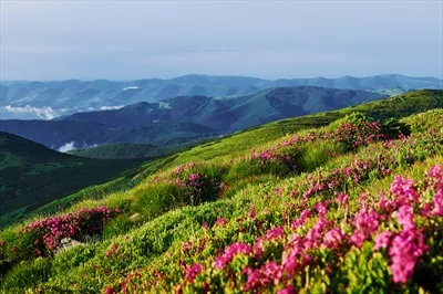 طبیعت وحشی و کوهستانهای کارپاتی با چشماندازهای زیبا و خیرهکننده