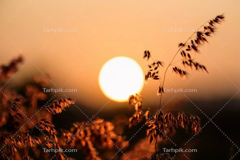 غروب خورشید در یک میدان پر از گل و علف