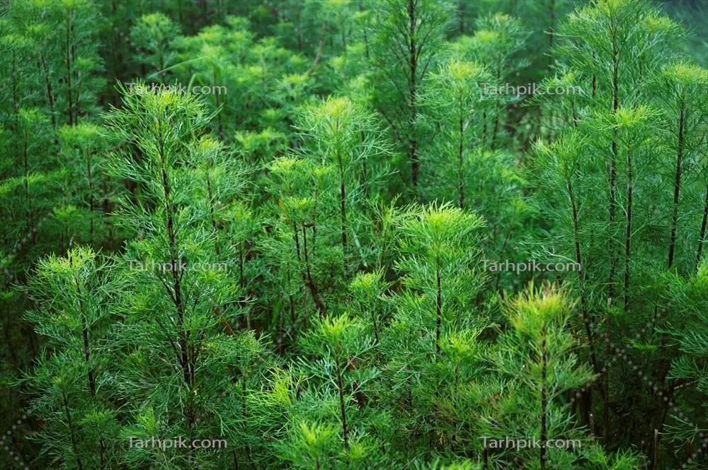 زمینه‌ای از برگ‌های سبز روشن درختان کاج و طبیعت زیبا