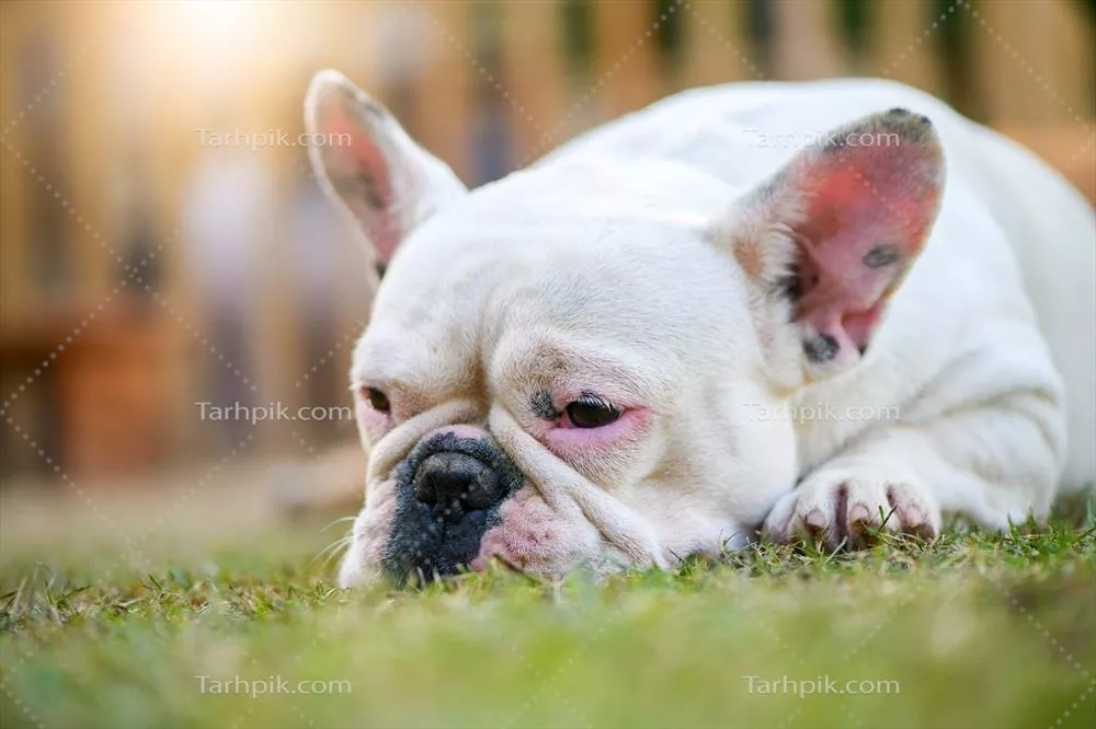 عکس زیبای یک bulldog فرانسوی که در چمن دراز کشیده است