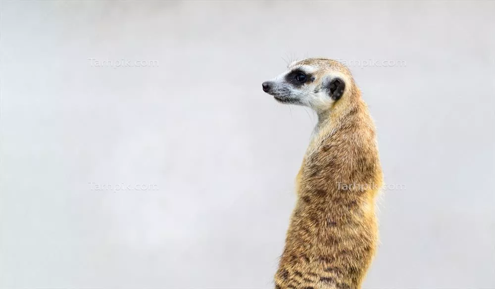 سوریکات‌ها: حیوانات بومی آفریقا و سبک زندگی اجتماعی آن‌ها