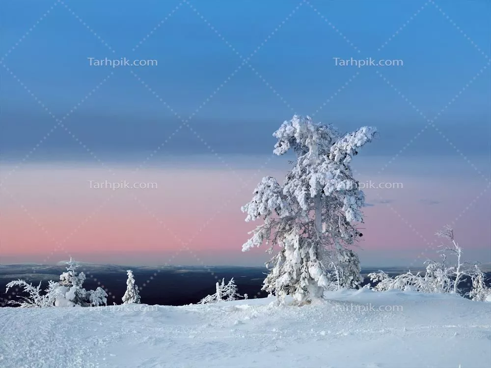 طلوع شگفت انگیز سرد و صورتی بر روی تپه های برفی و مناظر یخ زده در سرزمین توندرا