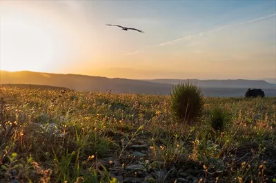 زمینه طبیعی عصر با چمن سبز و پرتوهای خورشید غروب