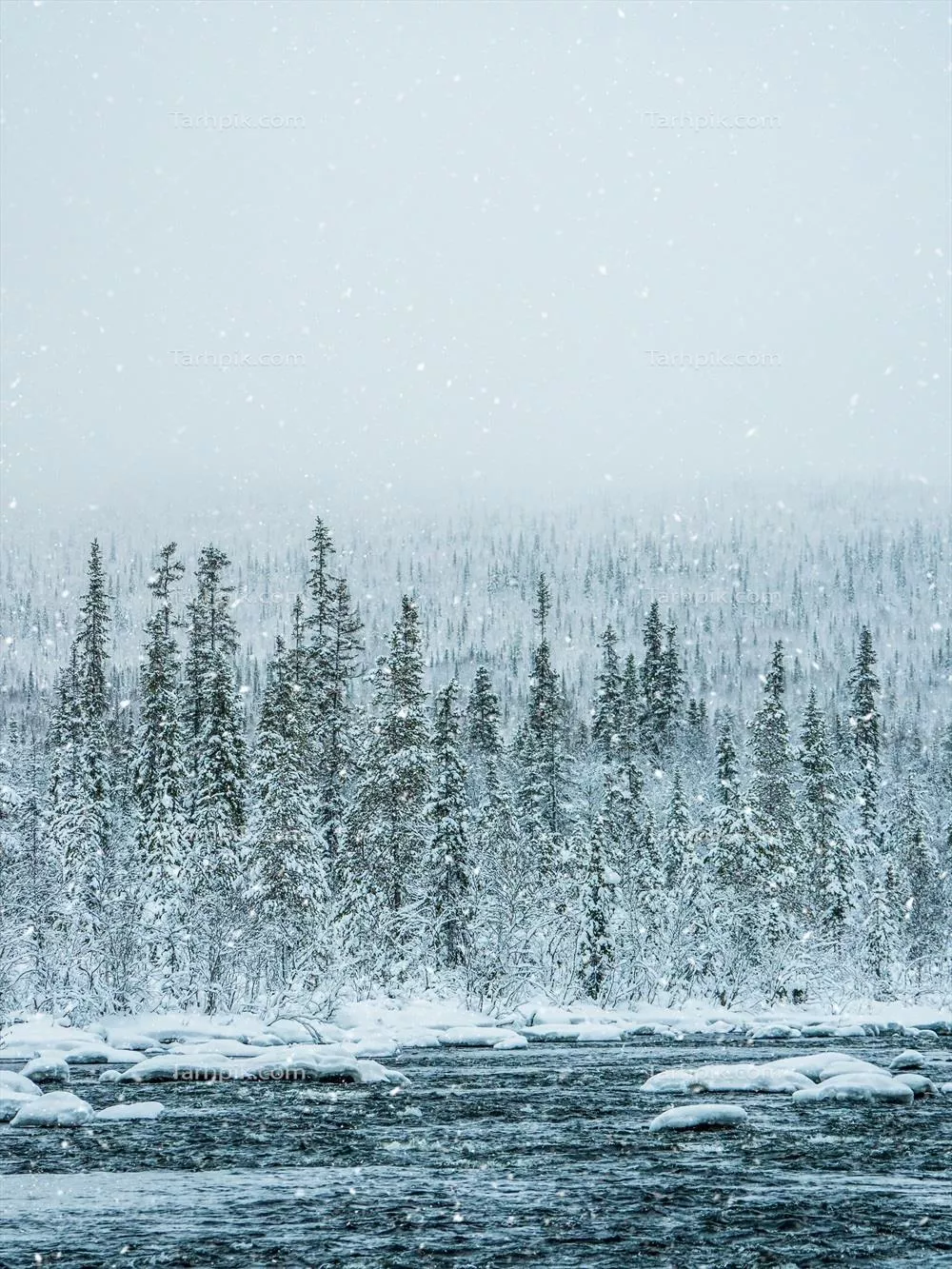 نکات دیدنی از جنگل انبوه کاج پوشیده از برف در دل طبیعت خالص