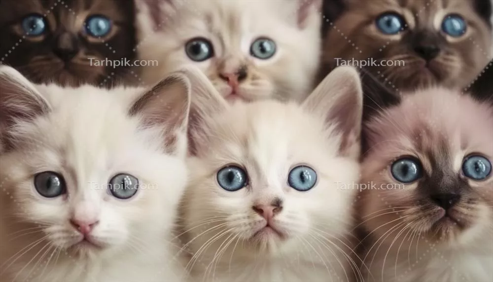 نظاره ی دلربا: بچه گربه ای که با عروسک نرم در آغوش می گیرد و قلب ها را ذوب می کند