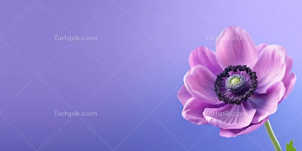 زیبایی گل آمنومن با پسزمینه زیبا و پیشرفته خلاقیت مصنوعی