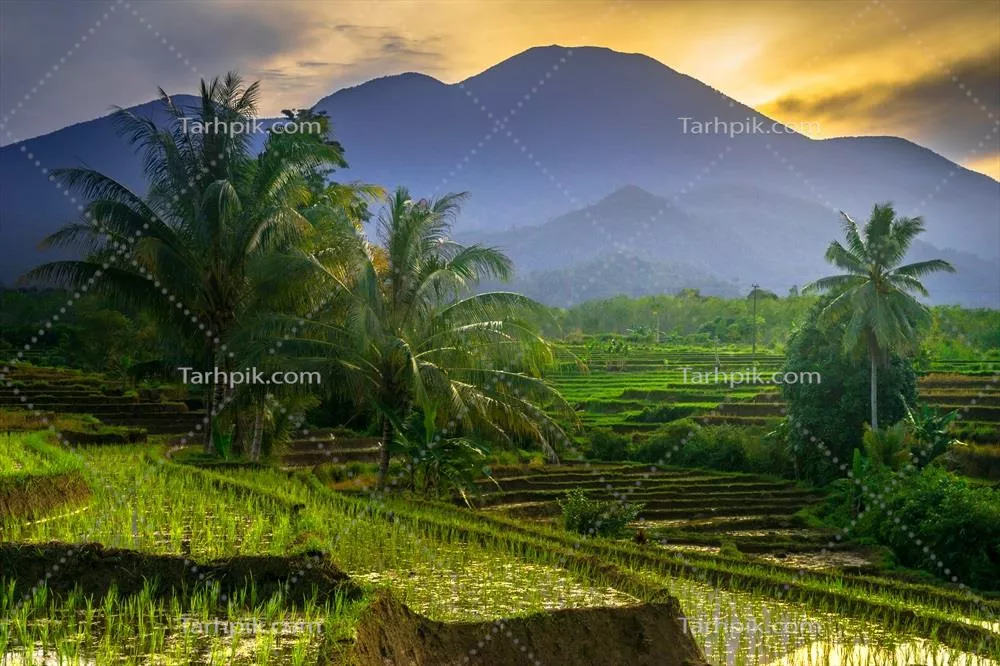 نمایی زیبا از صبح گاهی در اندونزی: منظره پانورامای مزارع برنج با رنگهای زیبا و نور طبیعی آسمان