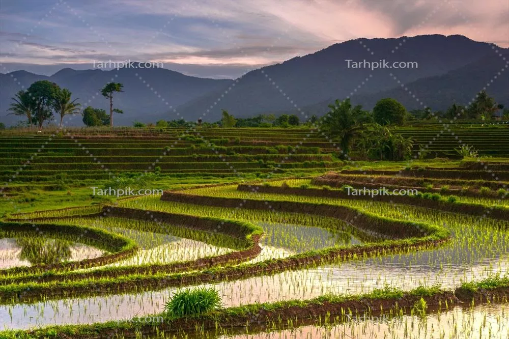منظر صبحگاهی زیبا در اندونزی: چشمانداز پانوراما مزارع برنج با رنگهای خیرهکننده و نور طبیعی آسمان