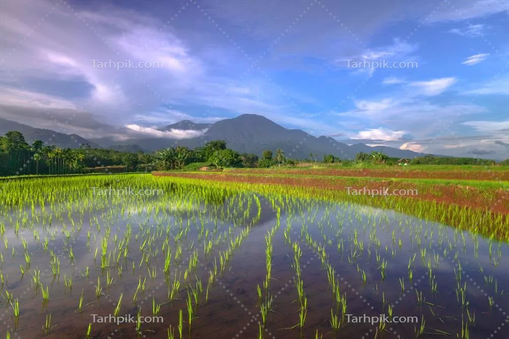 مناظر صبحگاهی زیبا در اندونزی: رنگارنگی و نور طبیعی در دشت های برنج