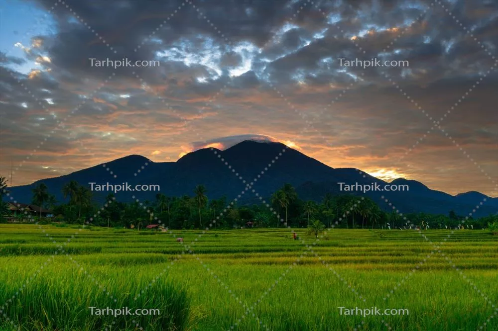 منظرهٔ صبحگاهی زیبا در اندونزی: پانورامای مزرعه‌های برنج با رنگ‌های طبیعی و نور آسمان