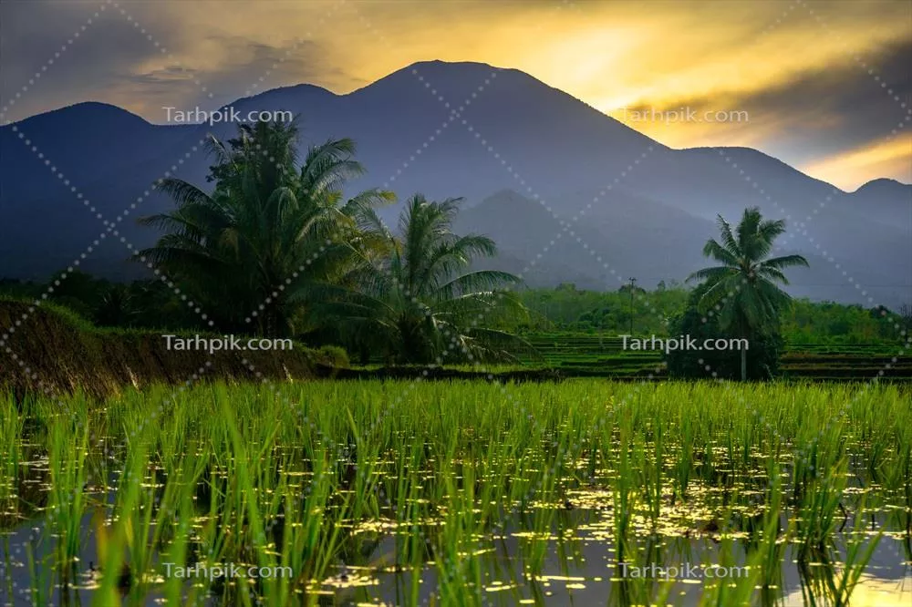 منظره صبحگاهی زیبا از اندونزی: چشم‌انداز پانوراما با رنگهای خاص زمین‌های برنجی و نور طبیعی آسمان