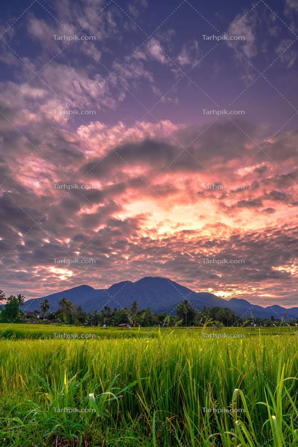 منظر صبحگاهی زیبا در اندونزی: چشم‌انداز پانوراما مزارع برنج با زیبایی و رنگ‌های طبیعی