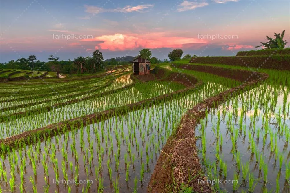 منظره صبحگاهی زیبا از اندونزی: پانورامای زمین‌های برنج با زیبایی رنگ‌ها و نور طبیعی آسمان