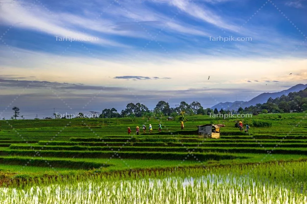 چشم‌انداز صبحگاهی زیبا در اندونزی: چشم‌انداز پانوراما و مزارع برنج با نور طبیعی