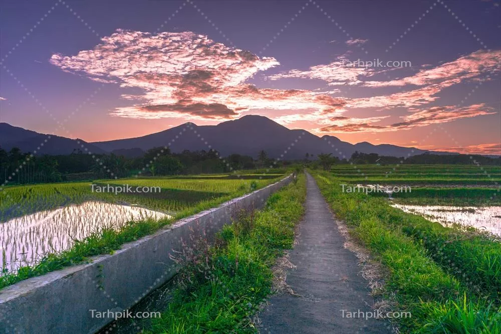 منظر صبحگاهی زیبا از اندونزی با شالیزارهای رنگارنگ و نور طبیعی آسمانی