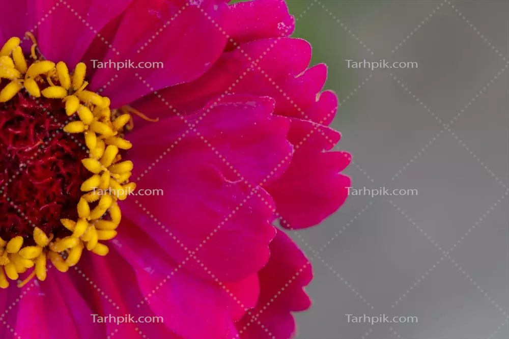 عکس نزدیک از گل زیبای صورتی با هسته زرد بر روی پس‌زمینه خاکستری