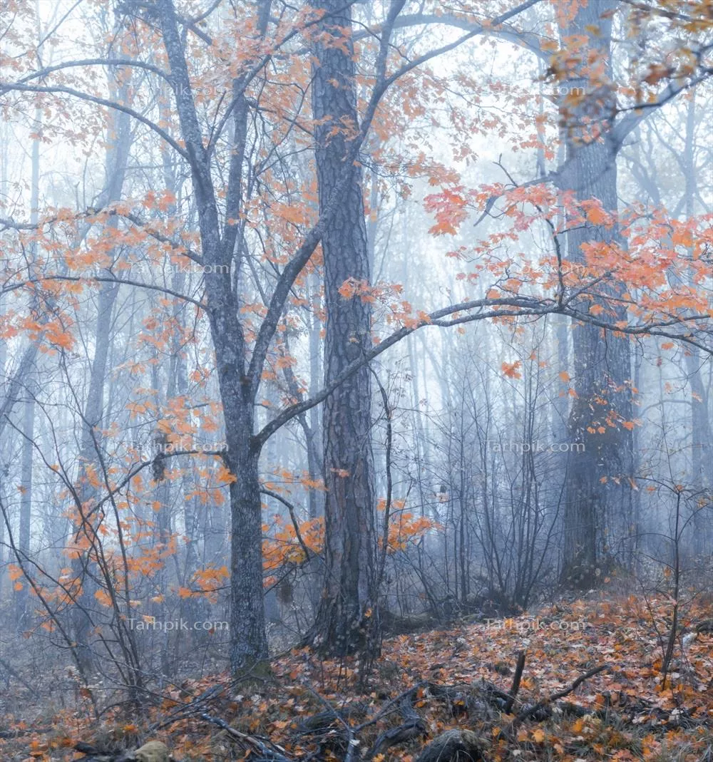 جنگل مه آلود در پاییز با رنگ های خیره کننده برگ ها