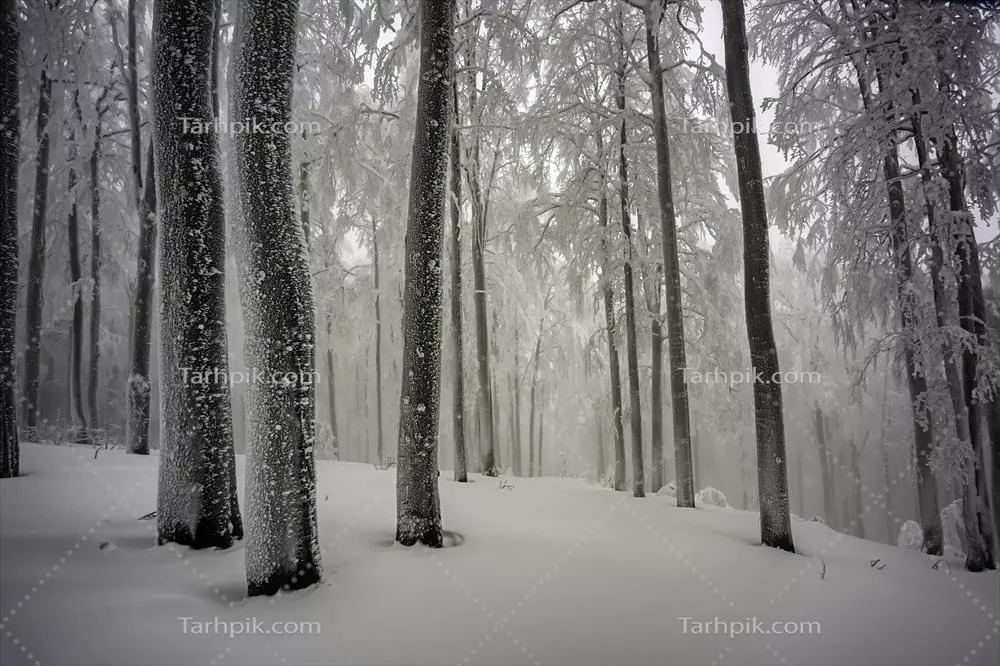 جنگل بیچ در زمستان مهآلود: زیبایی و آرامش طبیعت