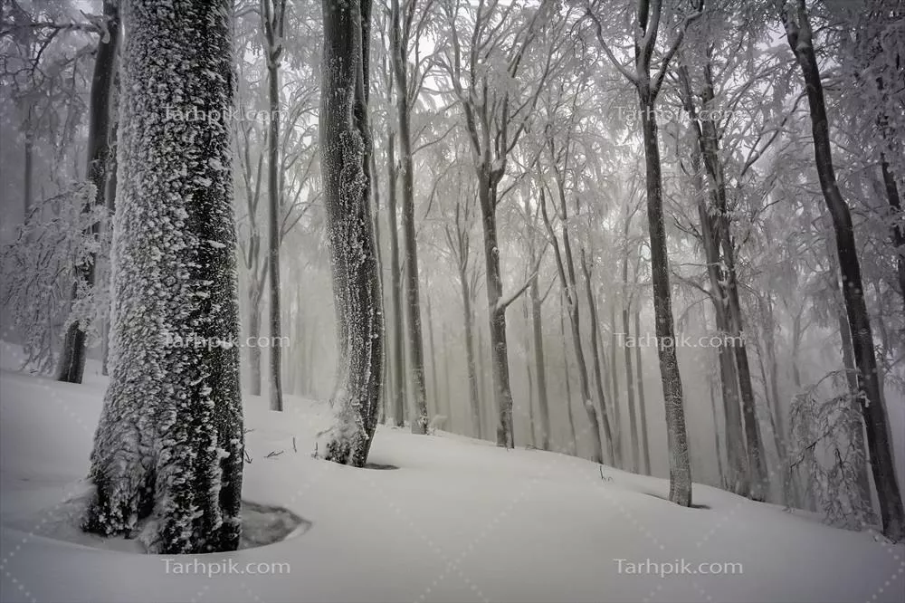 درختان بیچ در جنگل مه آلود زمستانی: زیبایی های طبیعت در سردی فصل