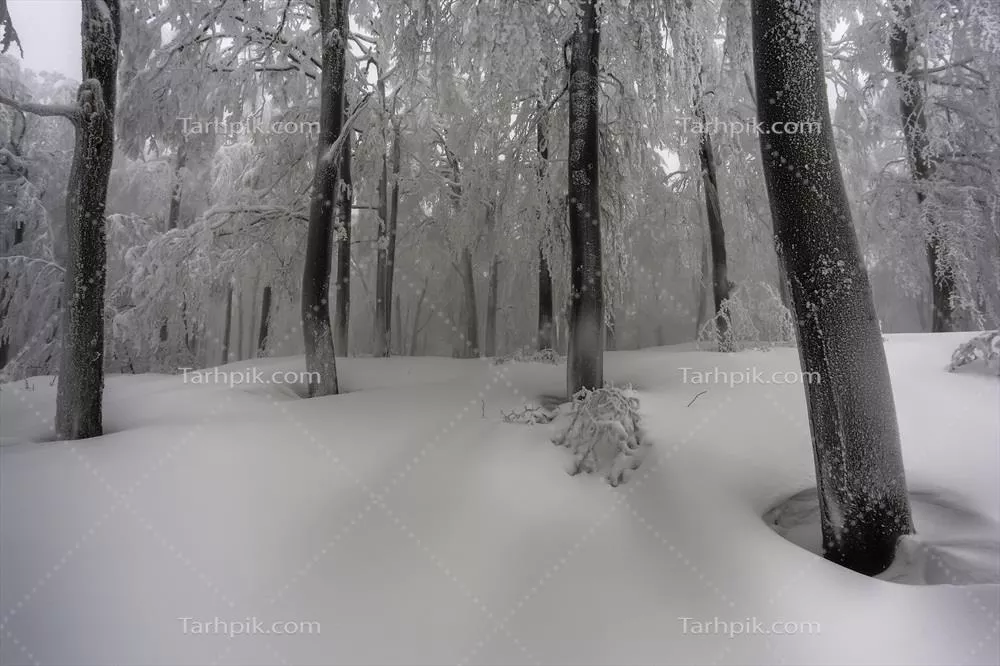 جنگل به زبان بخار در زمستان: زیباییهای زمستانی درختان راش