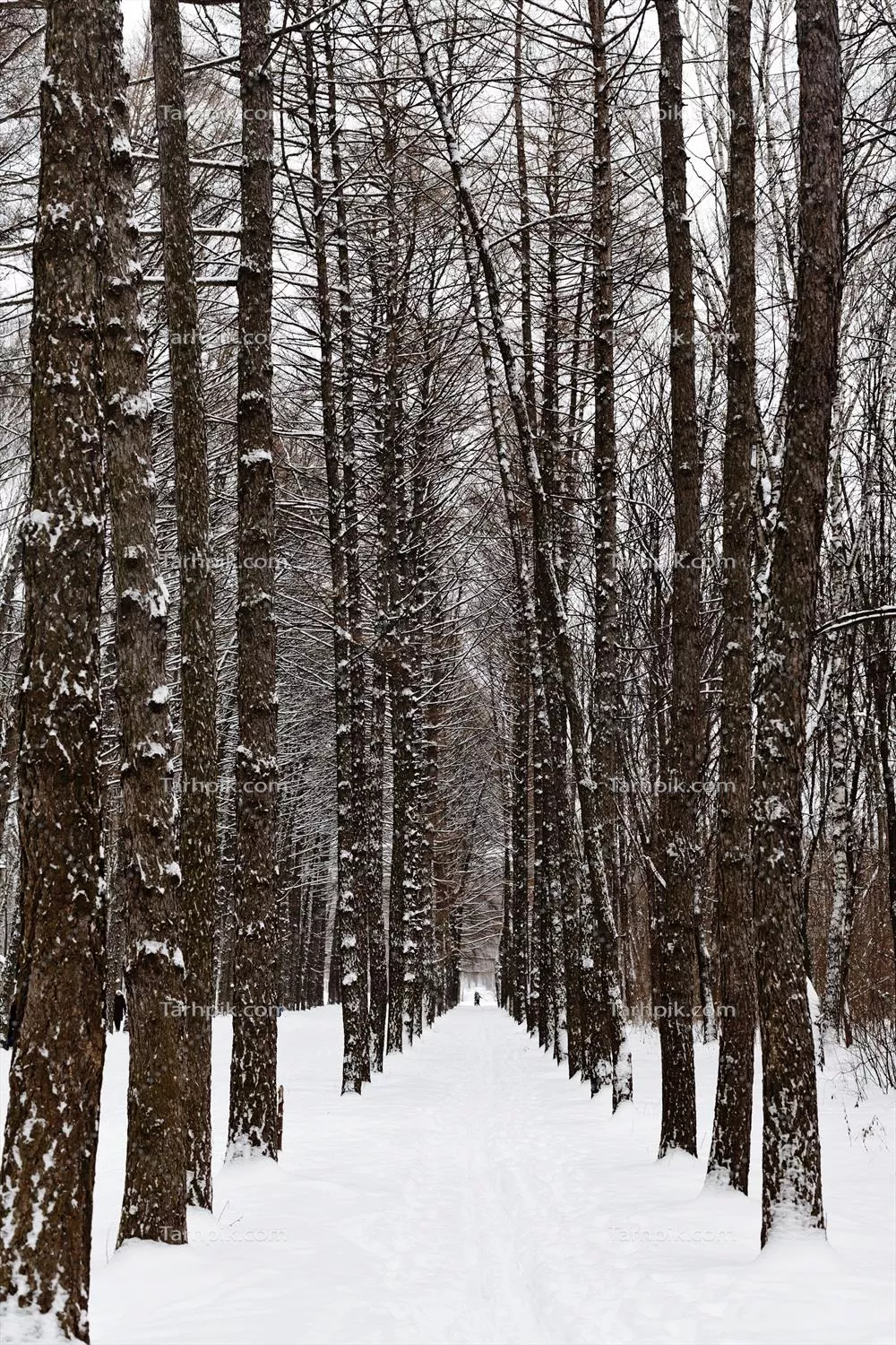 درختان لاری در یک جنگل برفی: زیبایی‌های طبیعت در زمستان