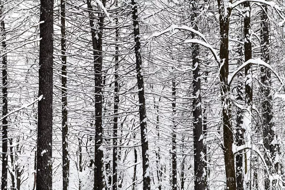 درختان کاج عریان در جنگل زمستانی: زیبایی طبیعی و جذابیت سرما