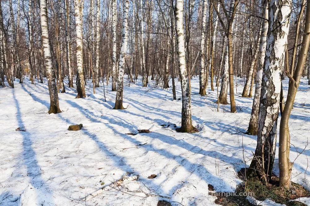 صبح در جنگل برزک در بهار: زیبایی طبیعت و سکوت پرندگان