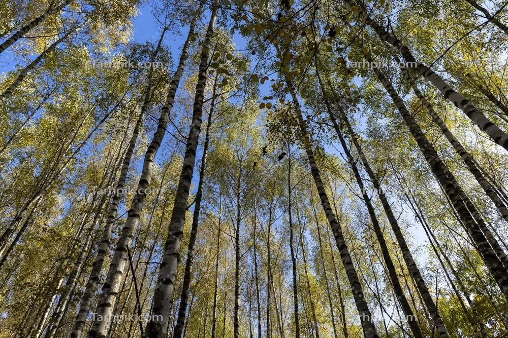 جنگل پاییزی با تعداد زیادی درختان توسکا در رنگ های زرد و نارنجی