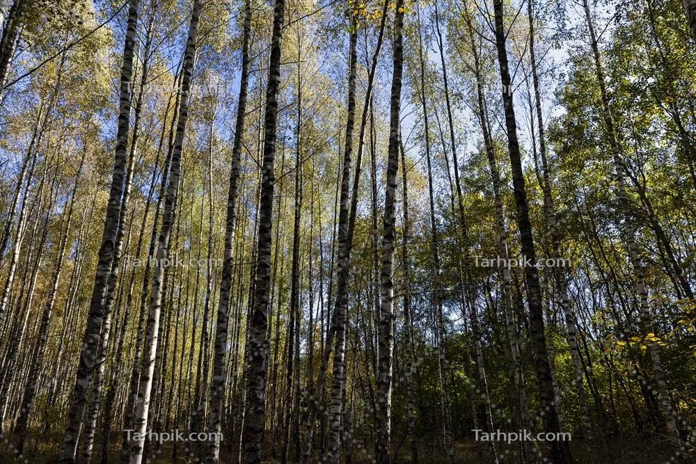 هواي آفتابي پاييز در جنگل birch با درختان زرد و نارنجی