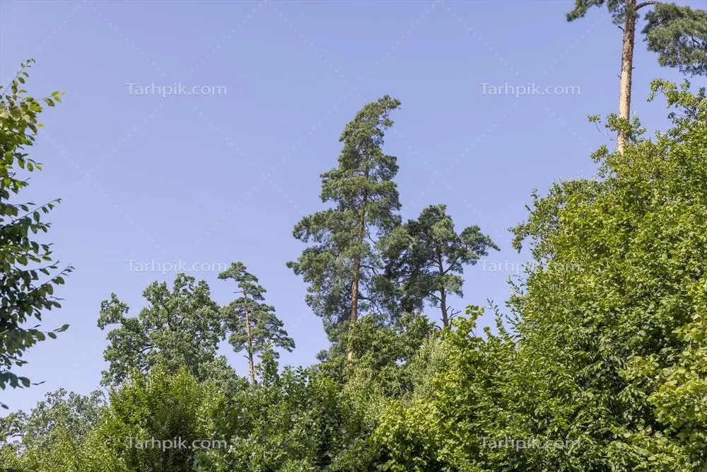 درختان در یک جنگل مختلط در فصل تابستان با تنوع زیستی شگفت انگیز