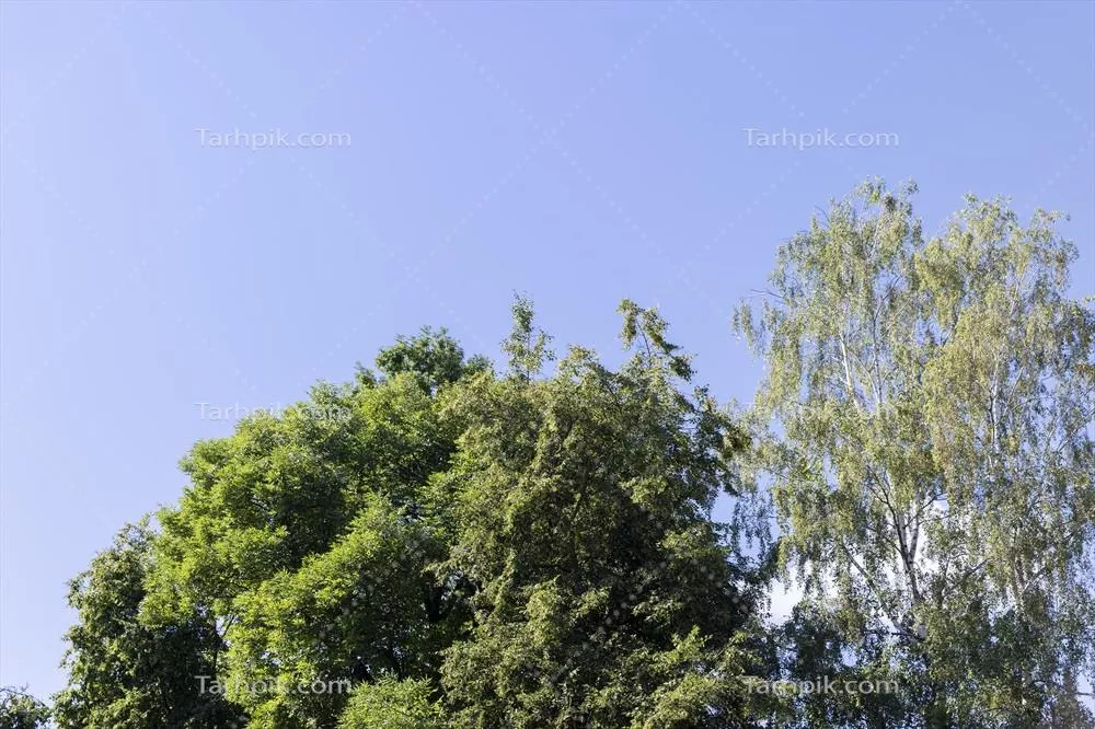 درختان در یک جنگل مختلط در فصل تابستان: زیبایی و تنوع طبیعت