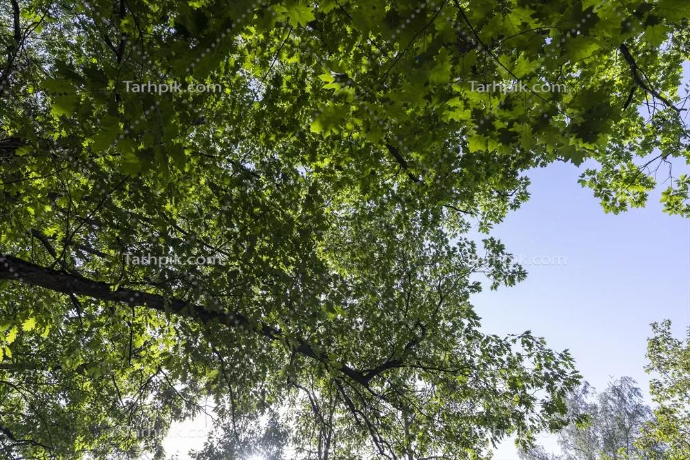 درختان در یک جنگل مختلط در تابستان: زیبایی طبیعت و تنوع زیستی