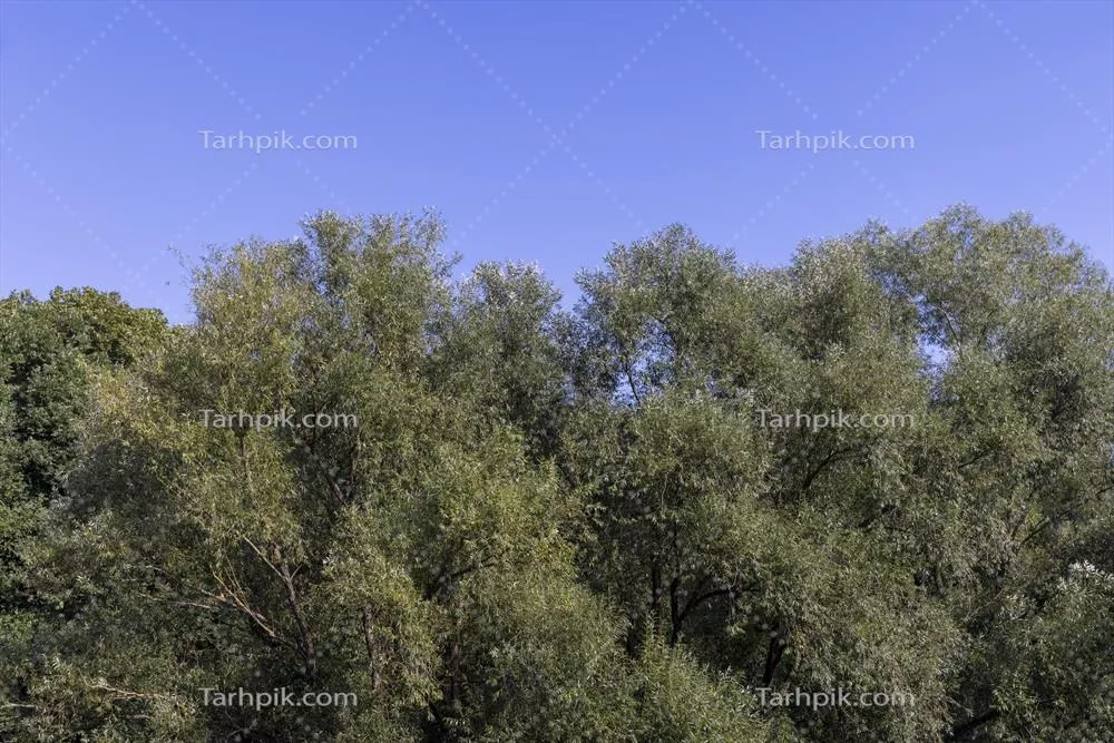 جنگل مختلط با درختان گونه‌های مختلف در فصل تابستان