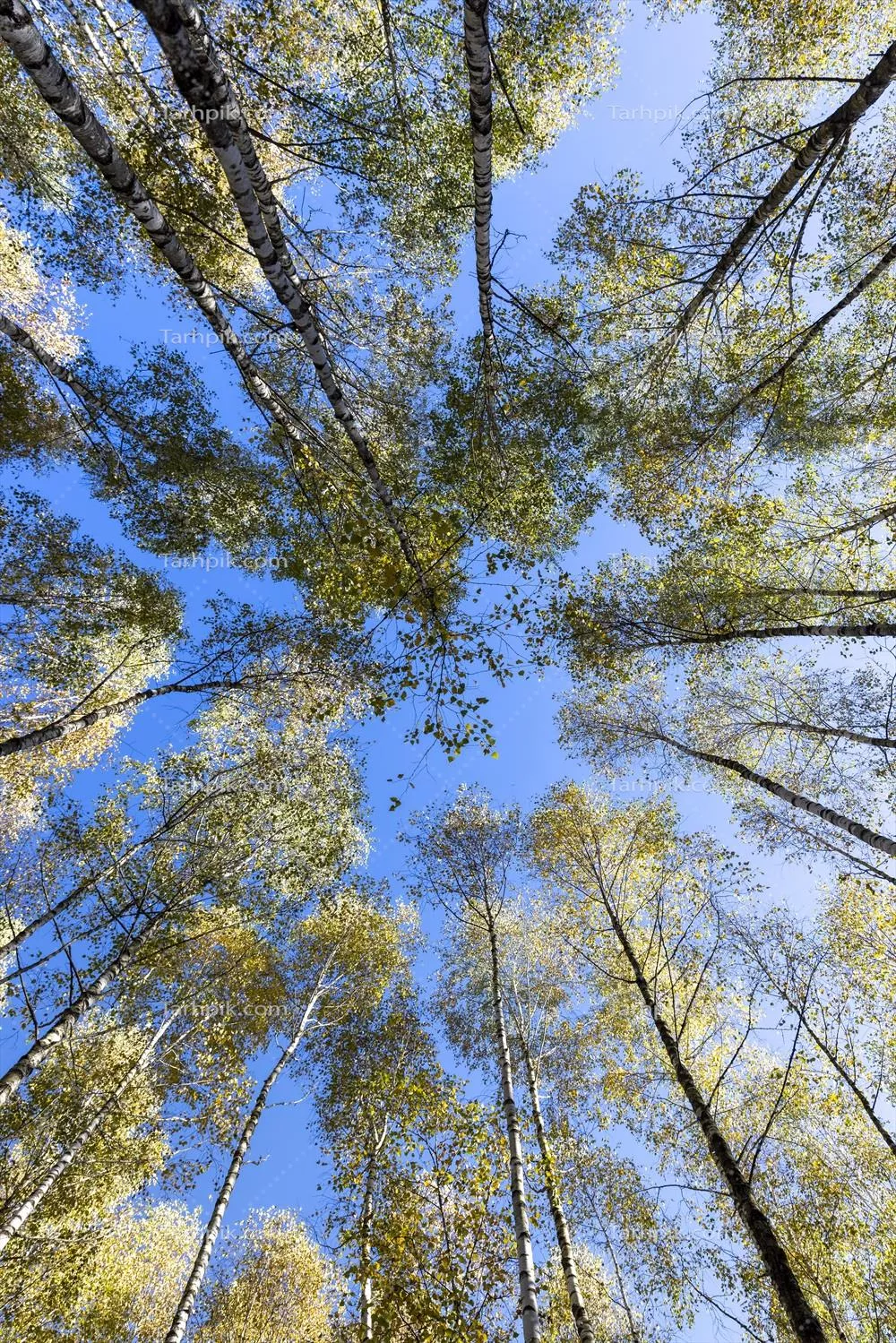جنگل درختان birch با شاخ و برگ زرد و سبز در فصل پاییز