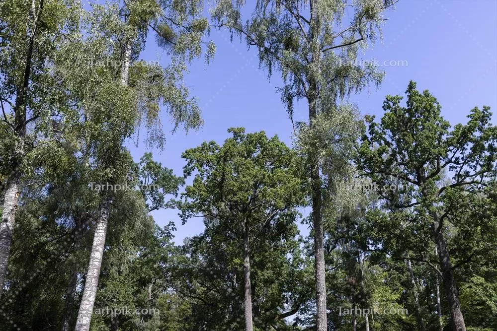 درختان در یک جنگل مختلط در تابستان: زیبایی طبیعت زنده