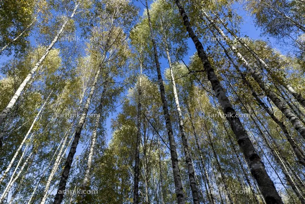 جنگل برچ با درختان دارای شاخ و برگ زرد و سبز در فصل پاییز