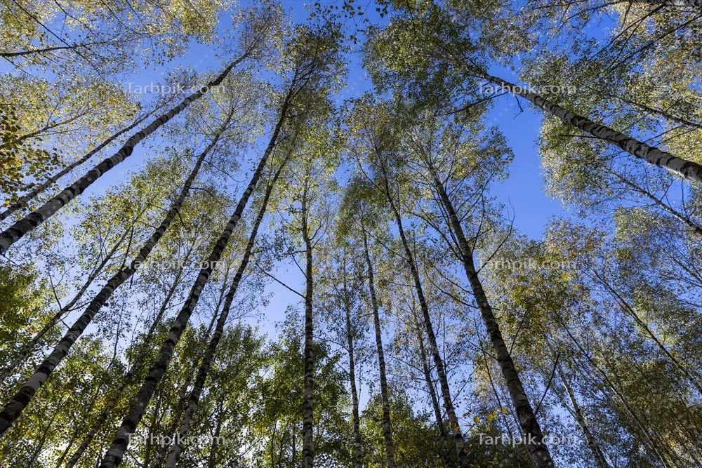 جنگل با درختان درخت غلات با رنگ‌های زرد و سبز