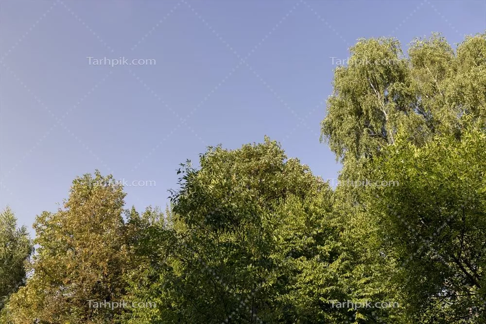 جنگل مختلط با درختان گونه‌های مختلف در فصل تابستان