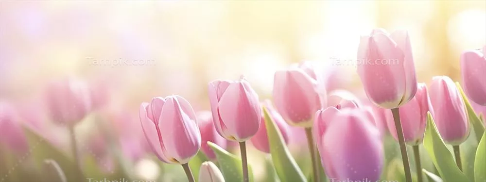 زیبایی گل لاله صورتی در پسزمینهای صاف و آفتابی بهاری