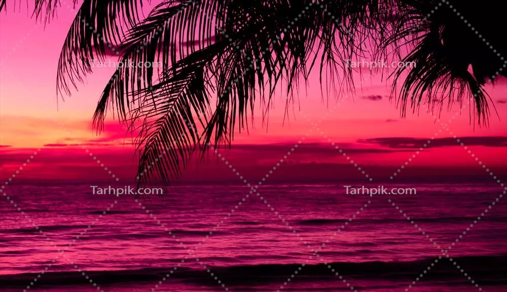 سکوت در غروب: سایه درخت نخل بر ساحل زیبای tropical در آسمان صورتی