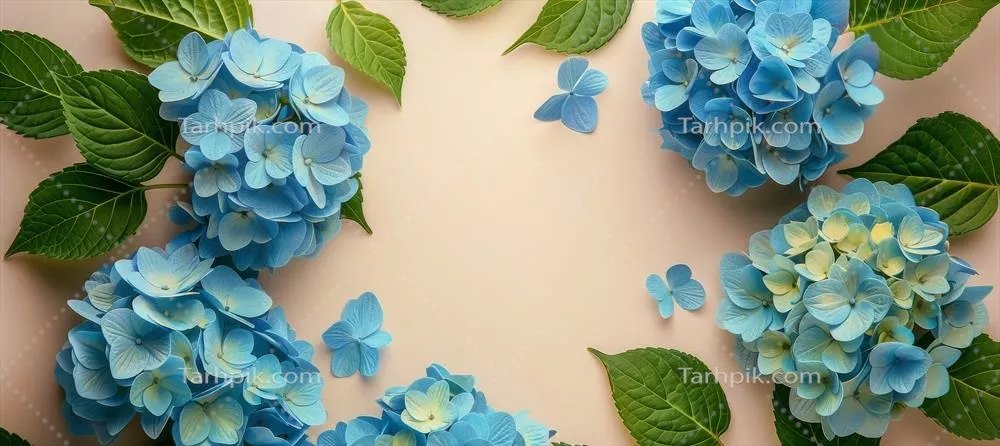 گلهای هیدرانجیا آبی و برگهای سبز بر روی زمینه هزاری هلو