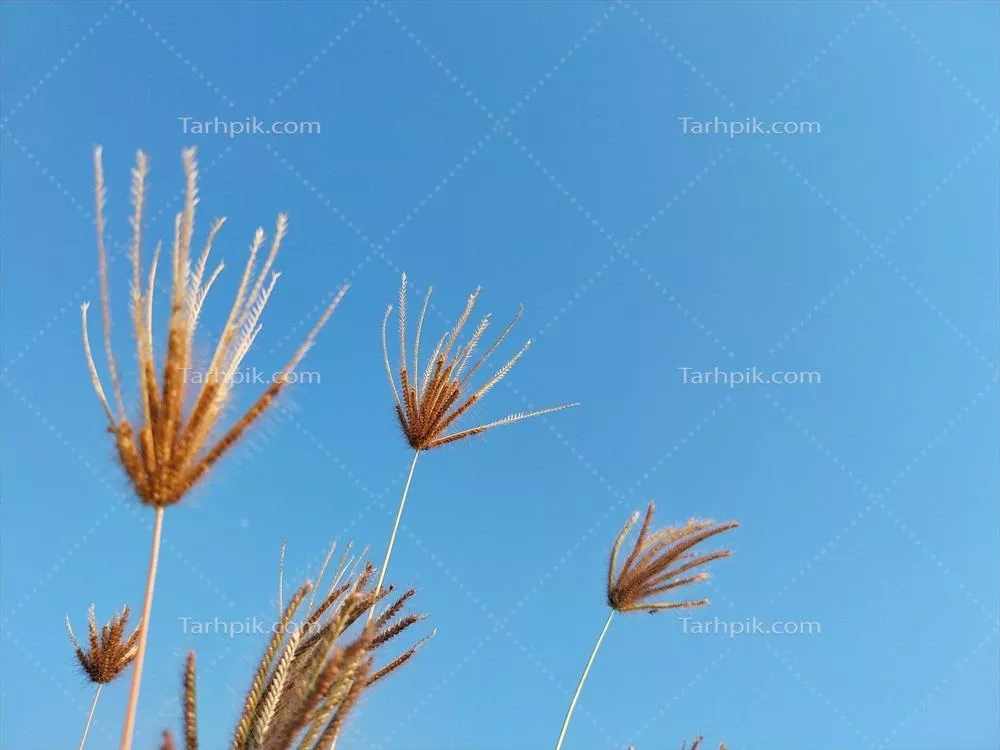 پسزمینهای از سه گیاه خشک و قهوهای کلوریس ویرگاتا در آسمان صاف یک روستای کوچک