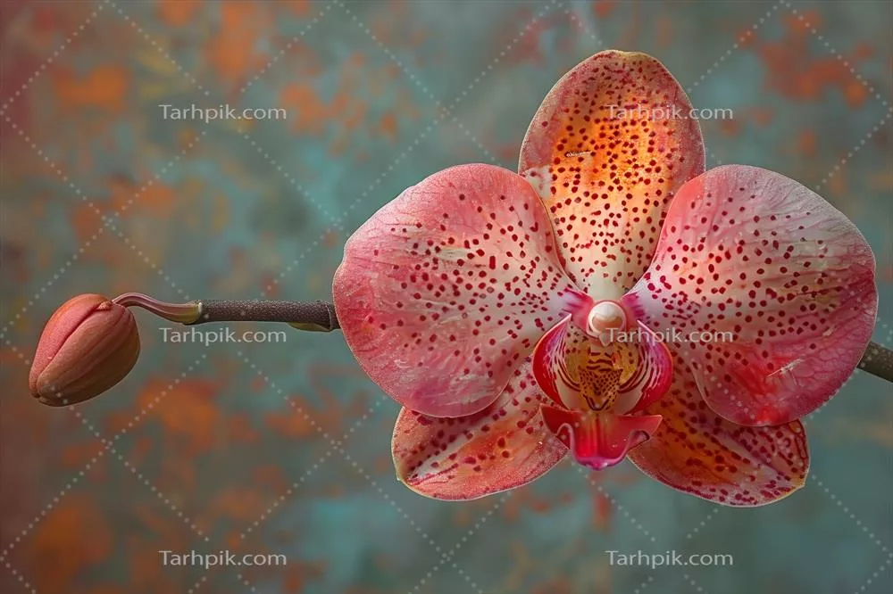 گل ارکیده‌ای پرجنب و جوش در حال شکوفه زدن در مقابل پس‌زمینه‌ای رنگارنگ مناسب برای چاپ‌های گیاهی یا طرح‌های طبیعی